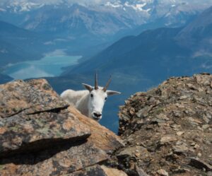 Mountain goat peeking over rocky ledge with turquoise alpine lake and snow-capped mountains in the background near Sentry Lodge, British Columbia.