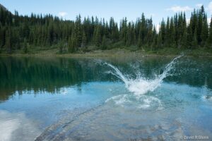 A large splash disrupts the glassy surface of an alpine lake surrounded by evergreen forest in the Esplanade Range, Selkirk Mountains, near Sentry Lodge