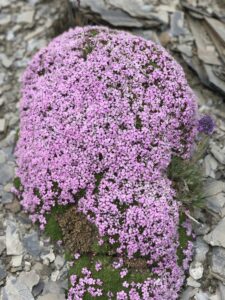 Bright pink moss campion (Silene acaulis) blooming in a dense cushion on alpine scree in the Purcell Mountains, British Columbia.